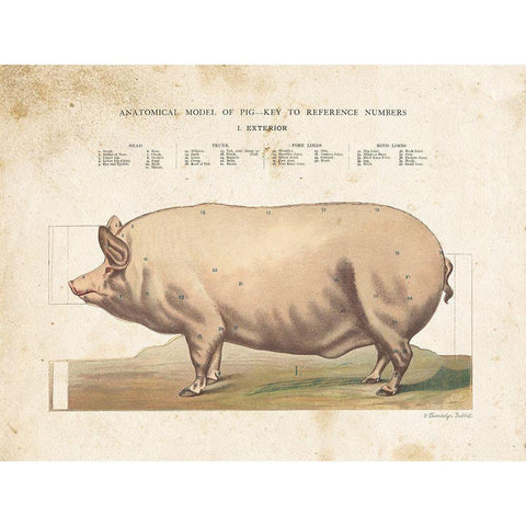 Anatomical Model Pig White Modern Wood Framed Art Print by Babbitt, Gwendolyn