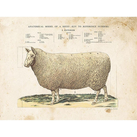 Anatomical Model Sheep Gold Ornate Wood Framed Art Print with Double Matting by Babbitt, Gwendolyn