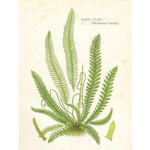 Fern I Gold Ornate Wood Framed Art Print with Double Matting by Babbitt, Gwendolyn