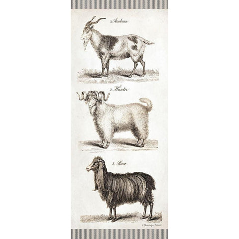 Goats Black Modern Wood Framed Art Print with Double Matting by Babbitt, Gwendolyn