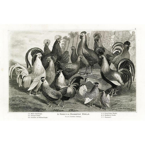 1800s Chicken Chart Black Modern Wood Framed Art Print with Double Matting by Babbitt, Gwendolyn