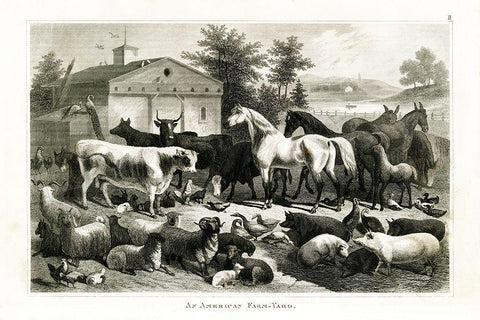 1800s Farm Animal Chart White Modern Wood Framed Art Print with Double Matting by Babbitt, Gwendolyn