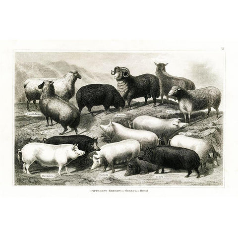 1800s Sheep and Pig Chart Black Modern Wood Framed Art Print with Double Matting by Babbitt, Gwendolyn