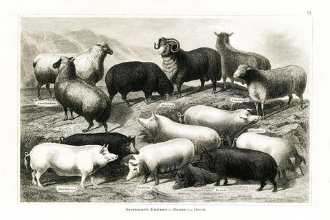 1800s Sheep and Pig Chart Black Ornate Wood Framed Art Print with Double Matting by Babbitt, Gwendolyn