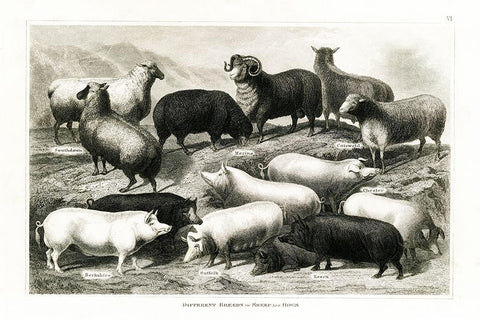 1800s Sheep and Pig Chart White Modern Wood Framed Art Print with Double Matting by Babbitt, Gwendolyn