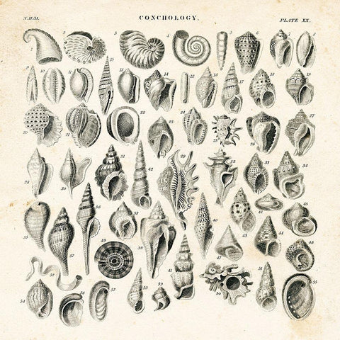 Shell Chart I Black Ornate Wood Framed Art Print with Double Matting by Babbitt, Gwendolyn