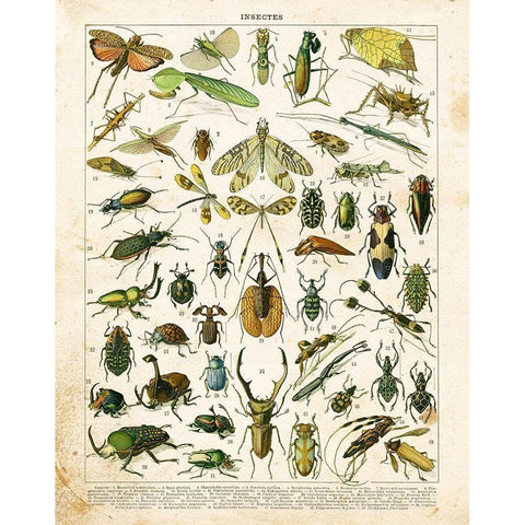 Bug Chart I White Modern Wood Framed Art Print by Babbitt, Gwendolyn