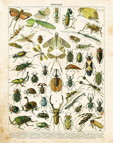 Bug Chart I White Modern Wood Framed Art Print with Double Matting by Babbitt, Gwendolyn