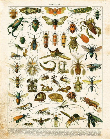 Bug Chart II Black Ornate Wood Framed Art Print with Double Matting by Babbitt, Gwendolyn