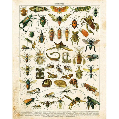 Bug Chart II Gold Ornate Wood Framed Art Print with Double Matting by Babbitt, Gwendolyn