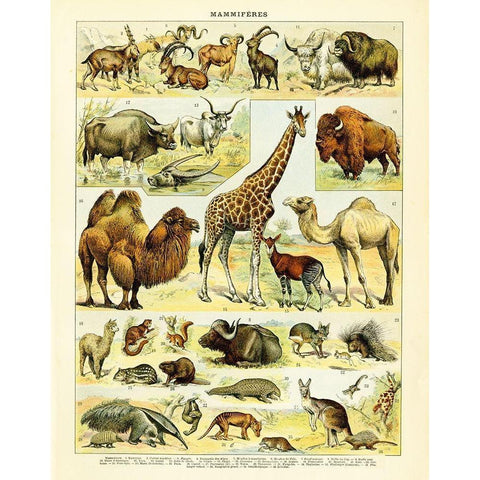 Animal Chart I Gold Ornate Wood Framed Art Print with Double Matting by Babbitt, Gwendolyn