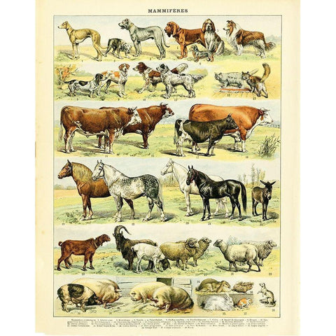 Animal Chart II Gold Ornate Wood Framed Art Print with Double Matting by Babbitt, Gwendolyn