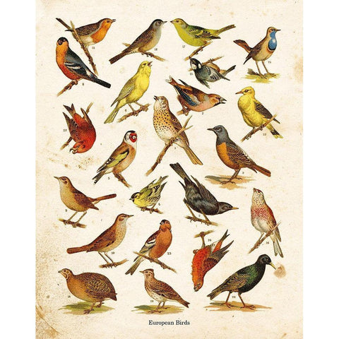 Bird Chart I White Modern Wood Framed Art Print by Babbitt, Gwendolyn