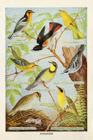 Bird Chart III White Modern Wood Framed Art Print with Double Matting by Babbitt, Gwendolyn