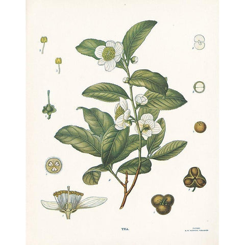 Tea Botanical White Modern Wood Framed Art Print by Babbitt, Gwendolyn