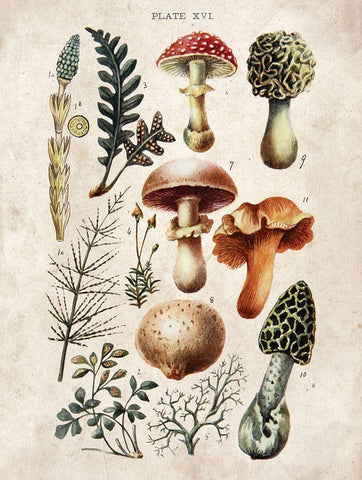 Mushroom Chart I Black Ornate Wood Framed Art Print with Double Matting by Babbitt, Gwendolyn