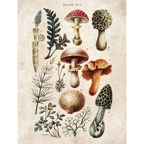 Mushroom Chart I Black Modern Wood Framed Art Print with Double Matting by Babbitt, Gwendolyn