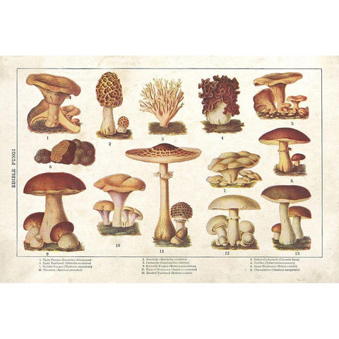 Mushroom Chart II Black Modern Wood Framed Art Print with Double Matting by Babbitt, Gwendolyn