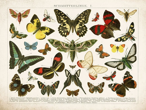 Butterfly Chart Black Ornate Wood Framed Art Print with Double Matting by Babbitt, Gwendolyn