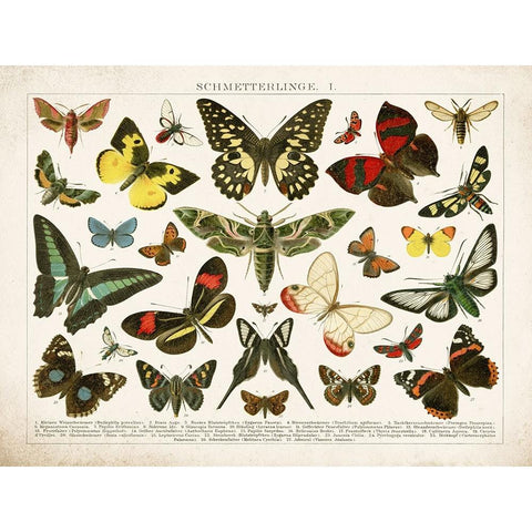 Butterfly Chart Black Modern Wood Framed Art Print with Double Matting by Babbitt, Gwendolyn