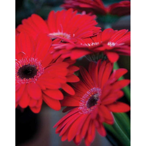 Red Gerbera Daisies I Black Modern Wood Framed Art Print with Double Matting by Berzel, Erin