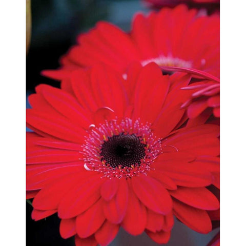 Red Gerbera Daisies II Black Modern Wood Framed Art Print by Berzel, Erin