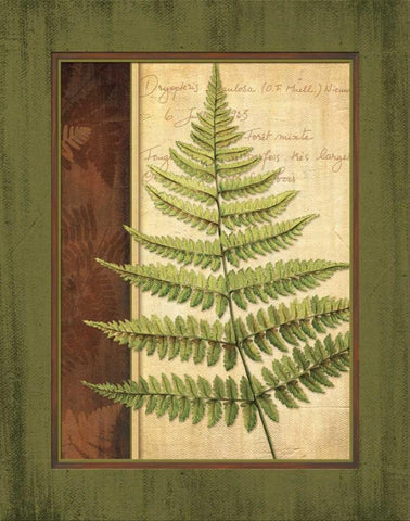 Fern Grotto I White Modern Wood Framed Art Print with Double Matting by Corbin, Delphine