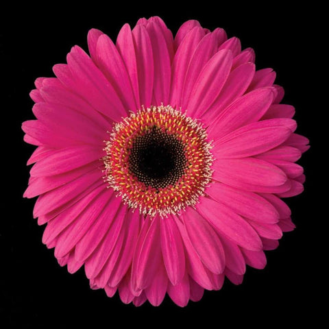 Gerbera Daisy Pink Black Modern Wood Framed Art Print with Double Matting by Christensen, Jim