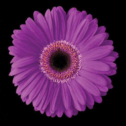 Gerbera Daisy Purple White Modern Wood Framed Art Print with Double Matting by Christensen, Jim