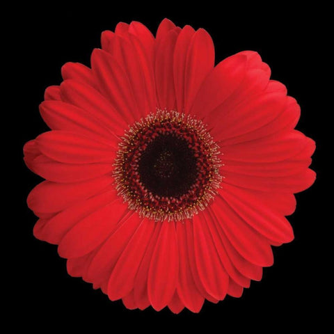 Gerbera Daisy Red White Modern Wood Framed Art Print by Christensen, Jim