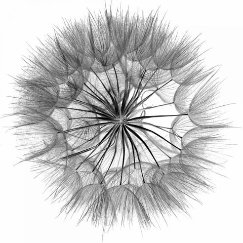 Goats Beard IV White Modern Wood Framed Art Print by Christensen, Jim