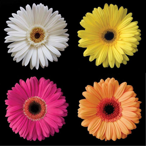 Gerbera Group I White Modern Wood Framed Art Print with Double Matting by Christensen, Jim