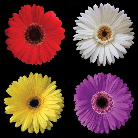 Gerbera Group II Black Modern Wood Framed Art Print with Double Matting by Christensen, Jim