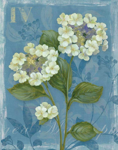 Lace Hydrangea White Modern Wood Framed Art Print with Double Matting by Gladding, Pamela