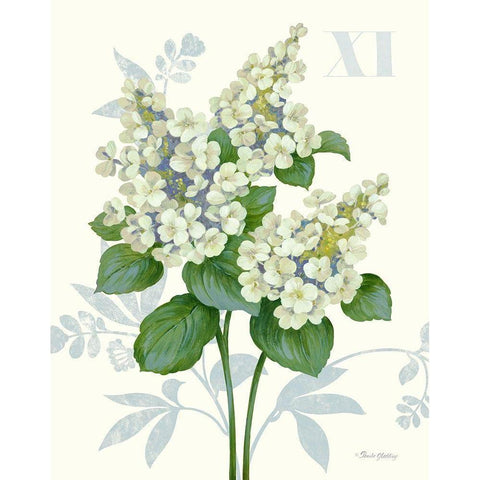 Tardiva Hydrangea Black Modern Wood Framed Art Print with Double Matting by Gladding, Pamela