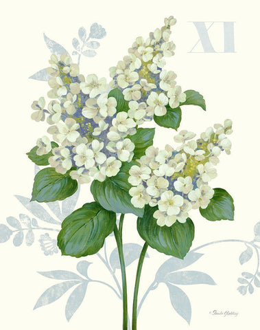 Tardiva Hydrangea Black Ornate Wood Framed Art Print with Double Matting by Gladding, Pamela