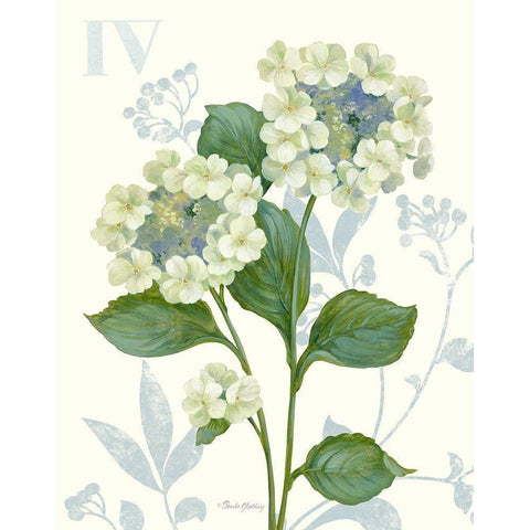Lace Hydrangea Black Modern Wood Framed Art Print with Double Matting by Gladding, Pamela