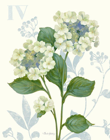 Lace Hydrangea White Modern Wood Framed Art Print with Double Matting by Gladding, Pamela