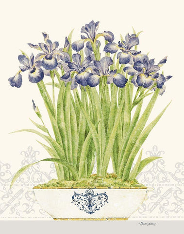 Imperial Irises White Modern Wood Framed Art Print with Double Matting by Gladding, Pamela