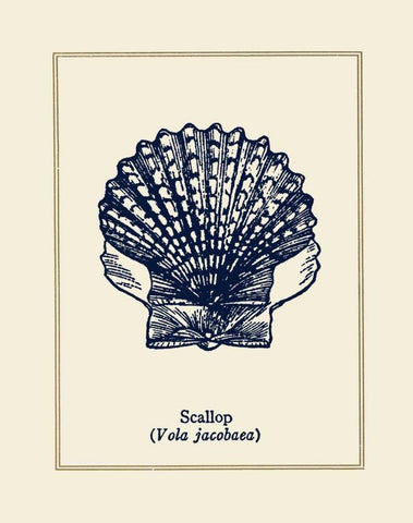 Scallop Shell Black Ornate Wood Framed Art Print with Double Matting by Gorham, Gregory