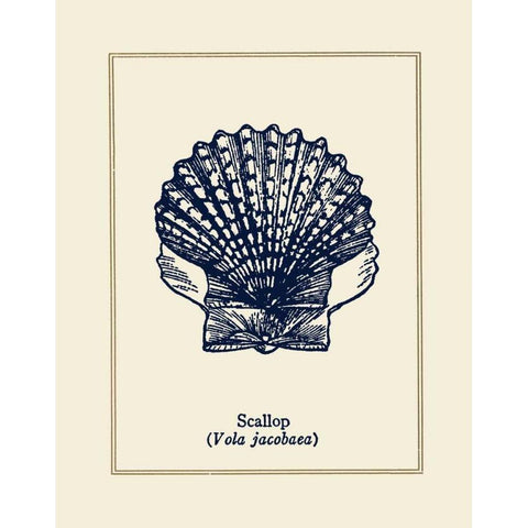 Scallop Shell White Modern Wood Framed Art Print by Gorham, Gregory