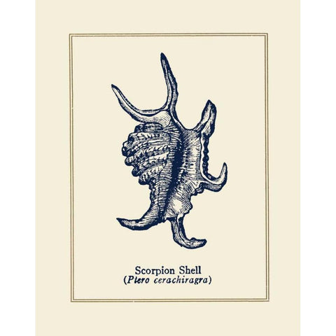 Scorpion Shell White Modern Wood Framed Art Print by Gorham, Gregory