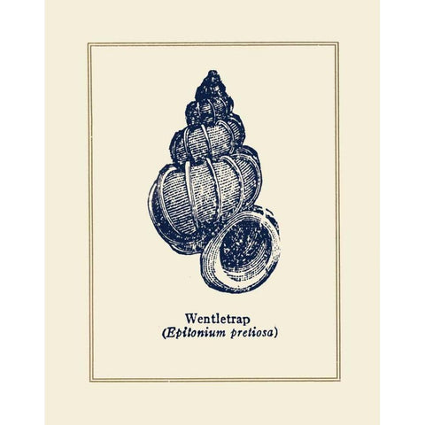 Wentletrap Shell Black Modern Wood Framed Art Print with Double Matting by Gorham, Gregory