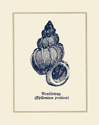 Wentletrap Shell Black Ornate Wood Framed Art Print with Double Matting by Gorham, Gregory