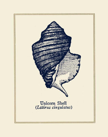 Unicorn Shell Black Ornate Wood Framed Art Print with Double Matting by Gorham, Gregory