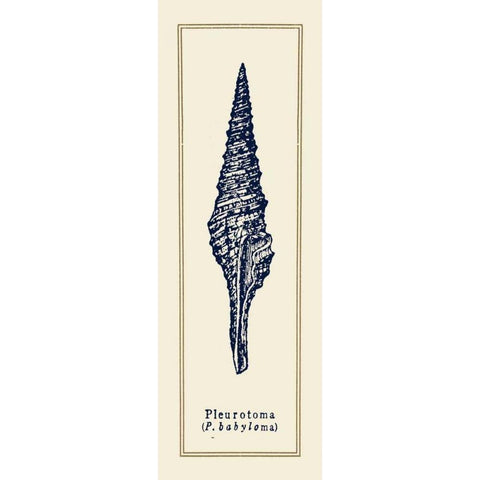 Pleurotoma Shell I White Modern Wood Framed Art Print by Gorham, Gregory