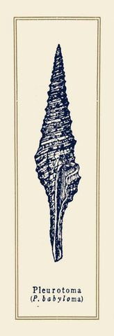 Pleurotoma Shell I Black Ornate Wood Framed Art Print with Double Matting by Gorham, Gregory