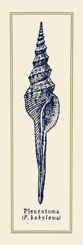 Pleurotoma Shell II Black Ornate Wood Framed Art Print with Double Matting by Gorham, Gregory