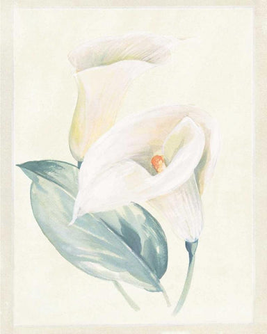 Calla Lily I White Modern Wood Framed Art Print with Double Matting by Hargittai, Paul