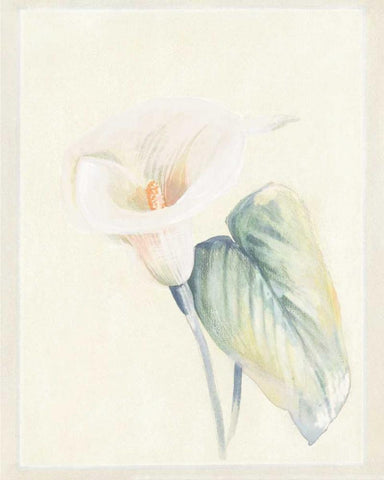 Calla Lily II Black Ornate Wood Framed Art Print with Double Matting by Hargittai, Paul